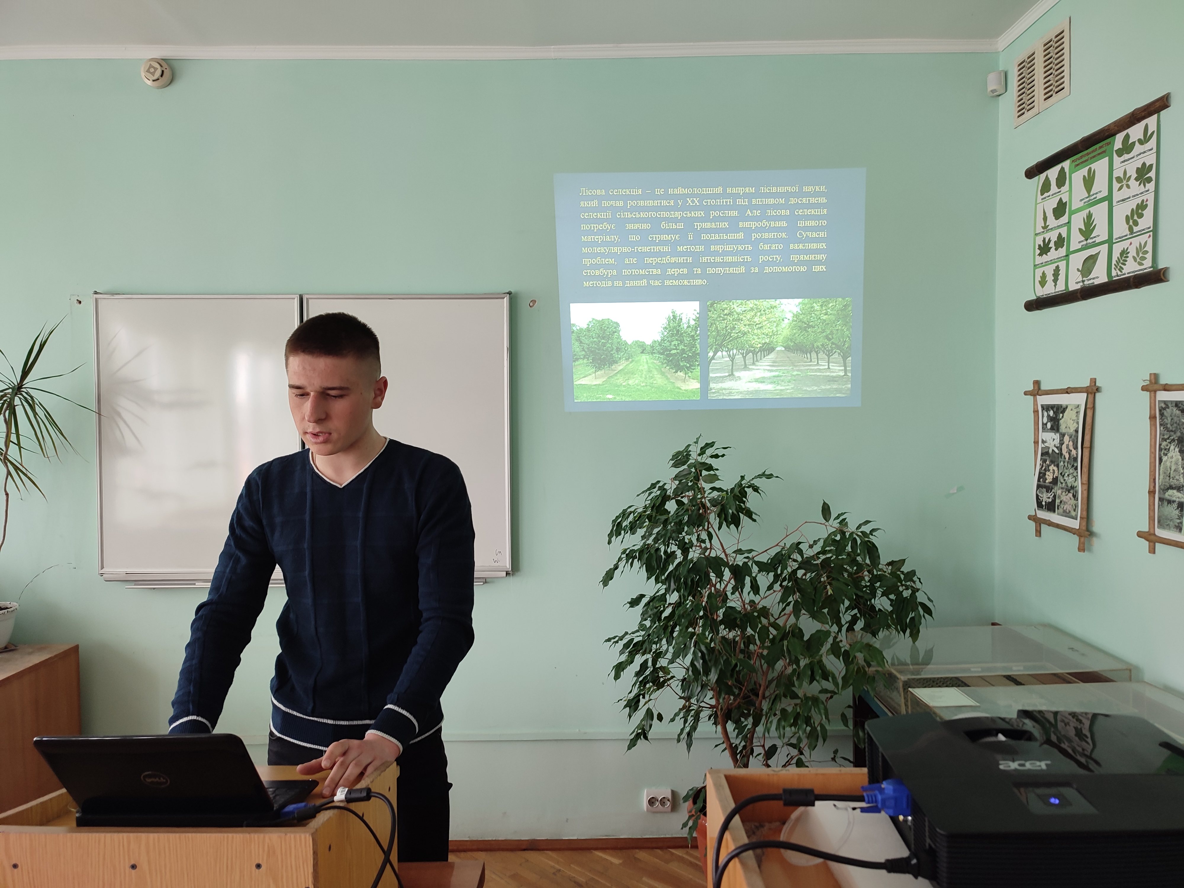Розвиток лісової селекції в Україні